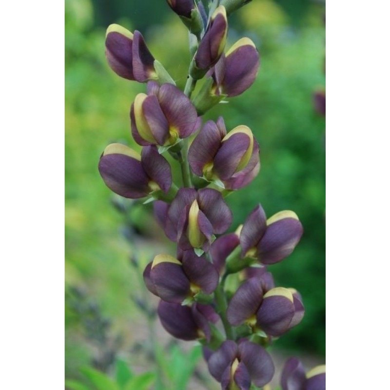 Baptisia chocolate chip